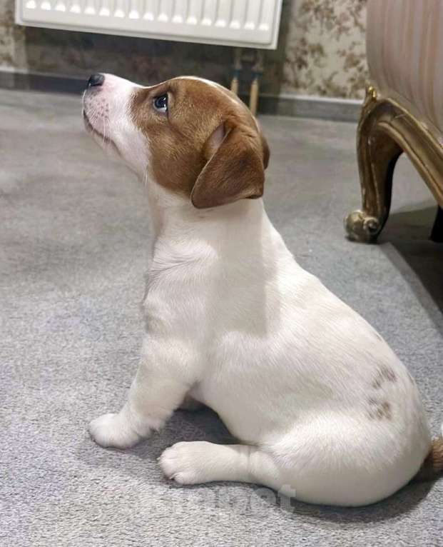 Собаки в других городах Московской области: Мальчик Джек Рассел терьера Мальчик, 55 000 руб. - фото 2