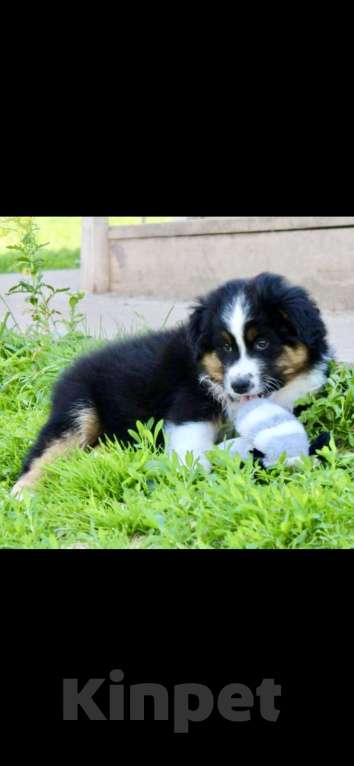 Собаки в других городах Московской области: Малыш Стич Мальчик, 40 000 руб. - фото 3