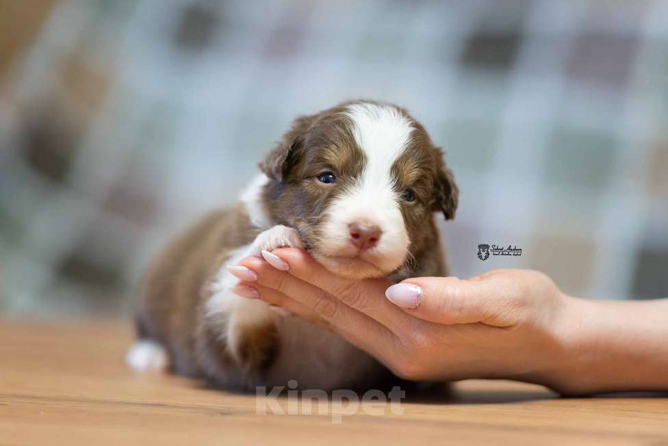 Собаки в Москве: Австралийская овчарка, аусси Мальчик, 70 000 руб. - фото 6