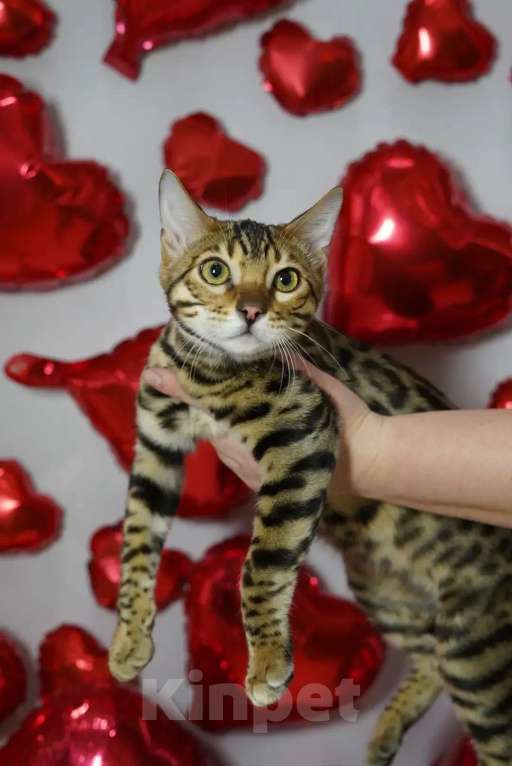 Кошки в Томске: Продаю бенгальского котенка Мальчик, Бесплатно - фото 2