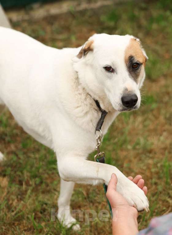 Собаки в Химках: Жучок Мальчик, Бесплатно - фото 2