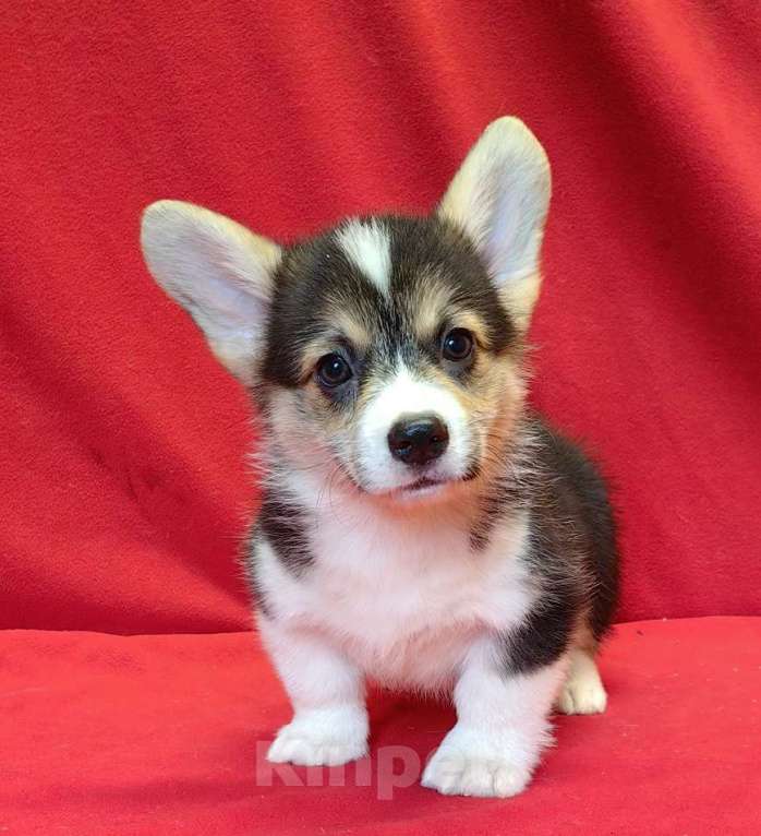 Собаки в Москве: Мальчики и девочки Мальчик, 40 000 руб. - фото 5