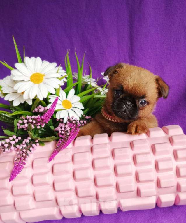 Собаки в Москве: Яркая девочка малого брабансона Девочка, 65 000 руб. - фото 1