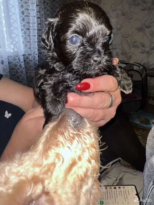 Собаки в других городах Курской области: Щенки ШИПУ  Девочка, 15 000 руб. - фото 3