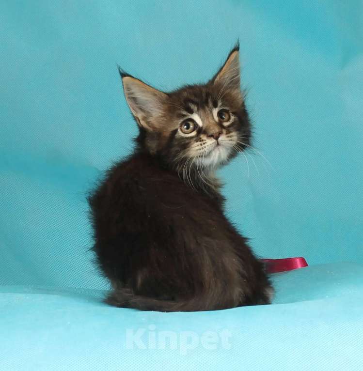 Кошки в Раменском: Котенок Мейн-кун Девочка, 45 000 руб. - фото 6