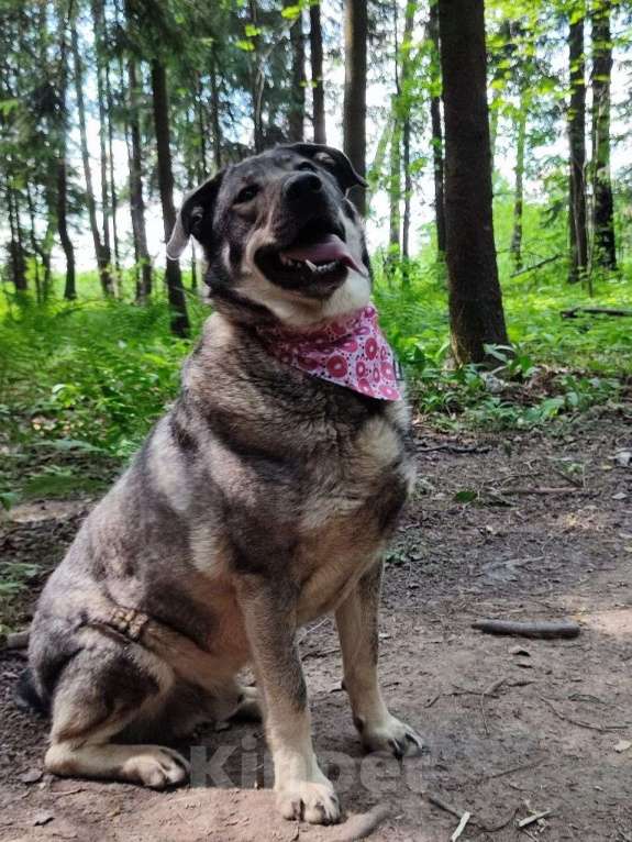 Собаки в Москве: Мартину не повезло, он родился сереньким, а серых никогда не видят. А теперь он еще и взрослый... Мальчик, Бесплатно - фото 3