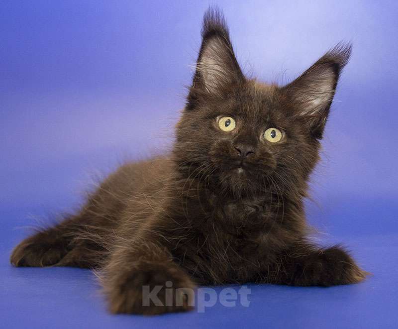 Кошки в Москве: Мейн кун котенок Девочка, Бесплатно - фото 1