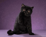 Кошки в Ливны: Котята экзоты, 25 000 руб. - фото 1