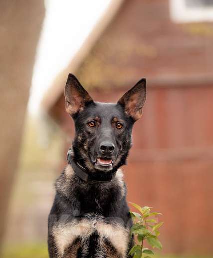 Собаки в Москве: Молодая немецкая овчарка Глория в дар Девочка, 1 руб. - фото 4