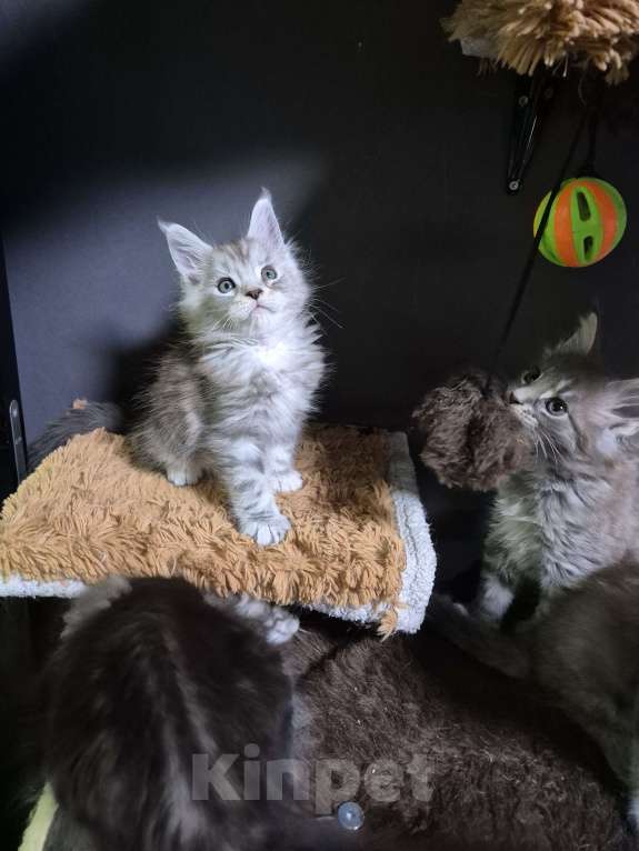 Кошки в Красногорске: Классика и полидакты Девочка, 18 000 руб. - фото 8