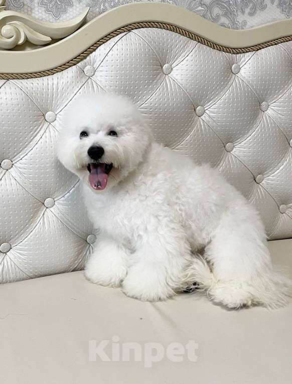 Собаки в Москве: мальчик Мальчик, 60 000 руб. - фото 1