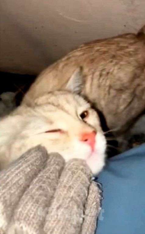 Кошки в Москве: Персиковый нежный котик Кексик🌸 Мальчик, Бесплатно - фото 3