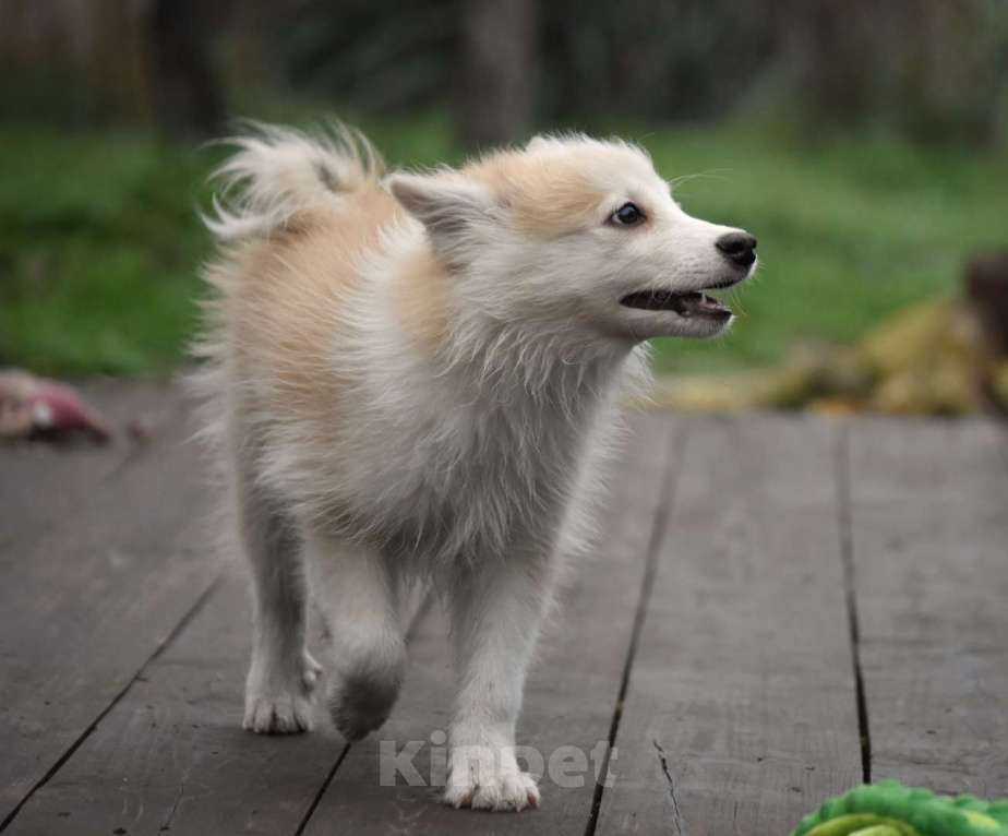 Собаки в Москве: Ненецкая оленегонная лайка, кобель Жиган. Мальчик, 60 000 руб. - фото 7