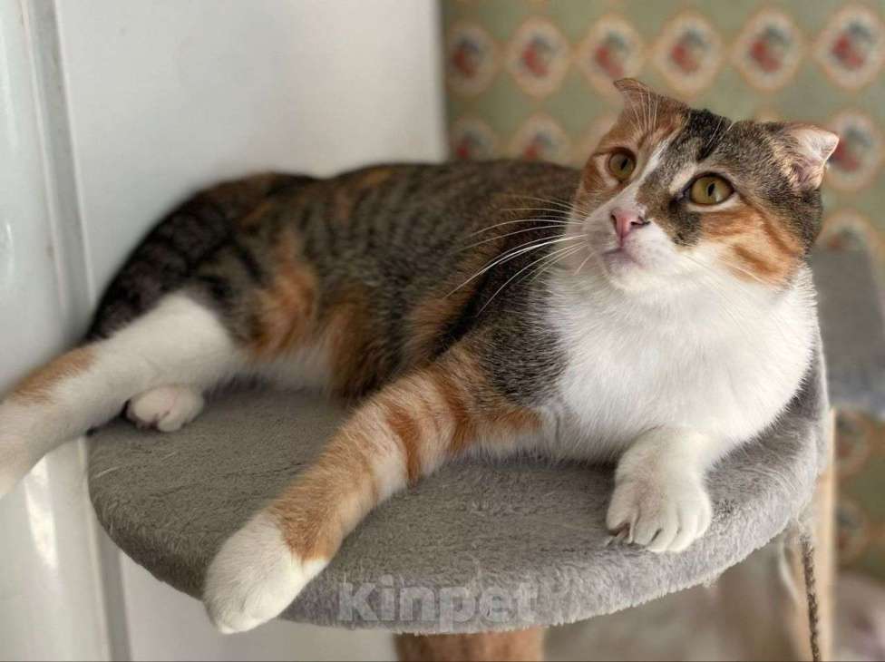 Кошки в Москве: Шотландская трехцветочка Веснушка ищет дом! Девочка, Бесплатно - фото 2