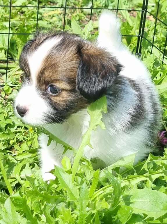 Собаки в Чите: Щенок папийона Девочка, 60 000 руб. - фото 3