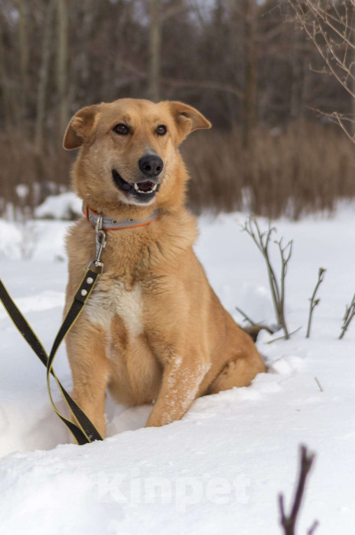 Собаки в других городах Пермского края: Большое и обнимательное солнышко Мальчик, Бесплатно - фото 1
