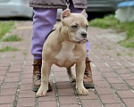 Собаки в Курске: Девочка булли палевая Девочка, 150 000 руб. - фото 2