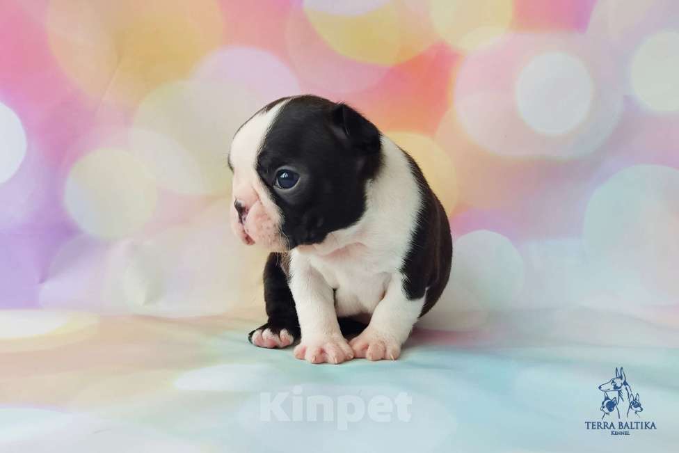 Собаки в Санкт-Петербурге: Щенки бостон терьера Девочка, 80 000 руб. - фото 2