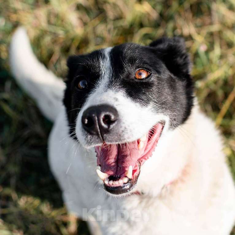 Собаки в Москве: Маруся Девочка, Бесплатно - фото 3