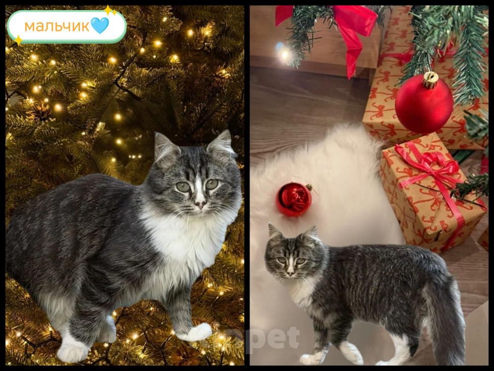 Кошки в Протвино: Котята ищут свои любящие семьи ❤️ Девочка, Бесплатно - фото 4