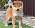 Собаки в Москве: Сиба-ину щенок мальчик Мальчик, 50 000 руб. - фото 2