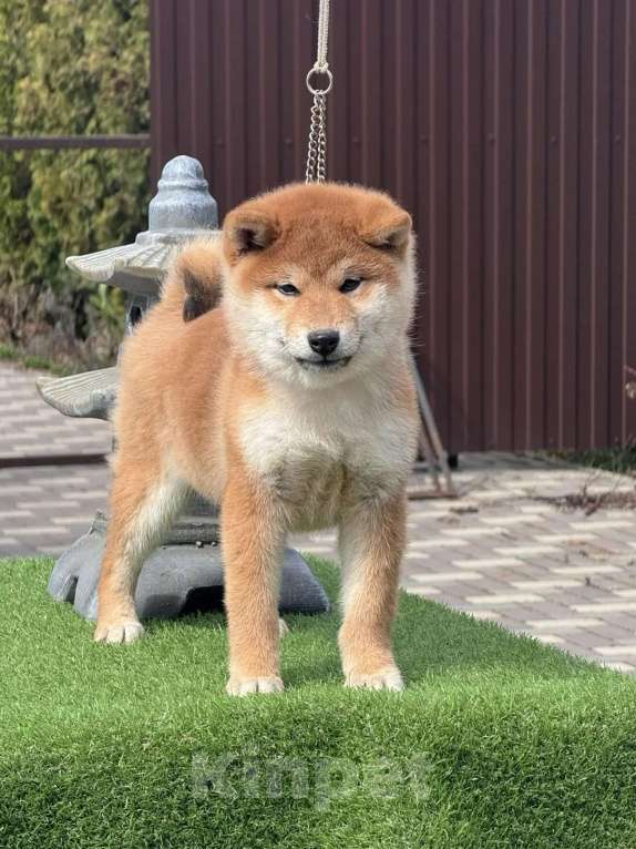 Собаки в Москве: Сиба-ину щенок мальчик Мальчик, 50 000 руб. - фото 2