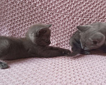 Кошки в Майкопе: отдаю котят в добрые руки  Девочка, Бесплатно - фото 4