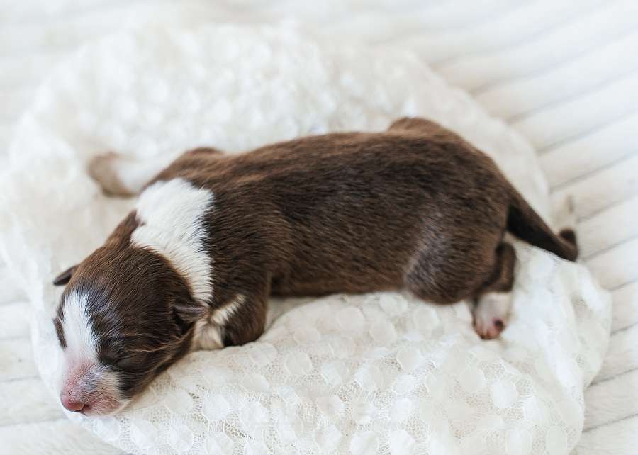 Собаки в Москве: Кобель бордер колли шоколад Документы РКФ Мальчик, 100 000 руб. - фото 2
