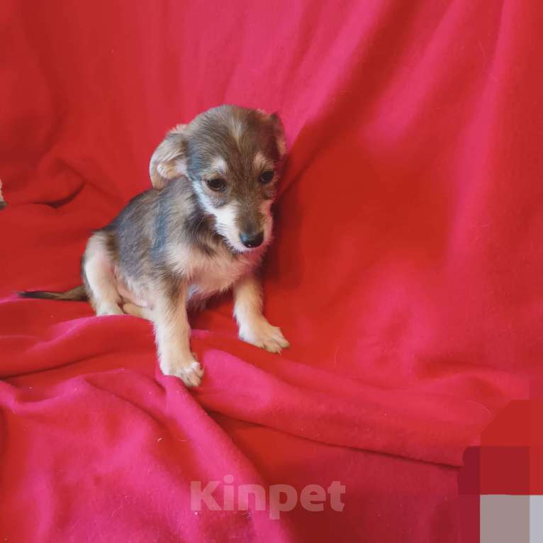 Собаки в Санкт-Петербурге: Щенки в добрые руки. Мальчик, Бесплатно - фото 1