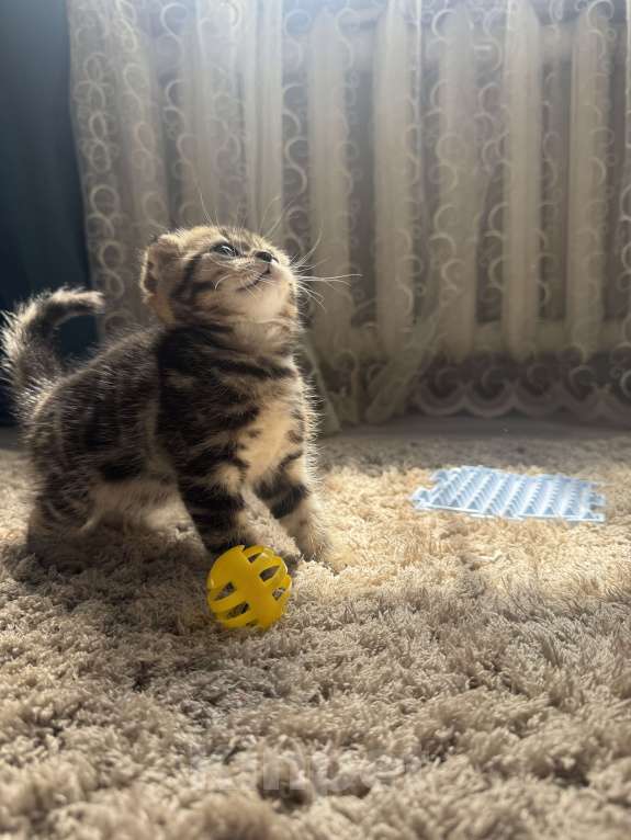 Кошки в Астрахани: Вислоухие шотландские котятя Мальчик, 4 000 руб. - фото 1