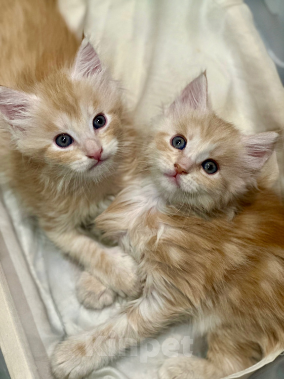 Кошки в Челябинске: Котята породы Мейн-кун Мальчик, 10 000 руб. - фото 4