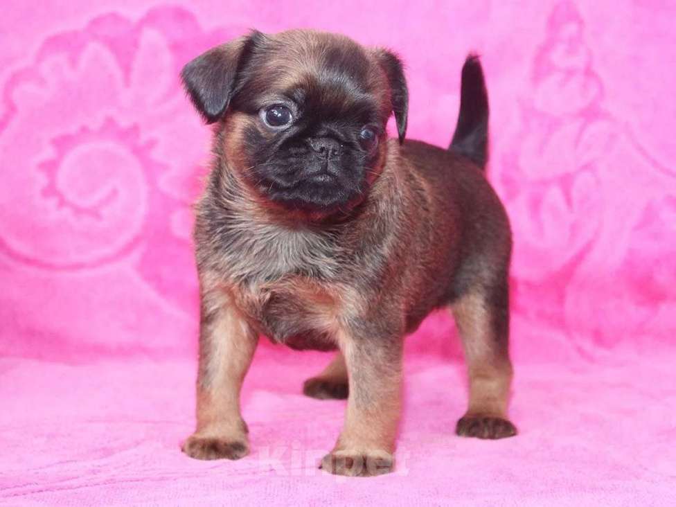 Собаки в Санкт-Петербурге: Маленький,упряменький Мальчик, 80 000 руб. - фото 1