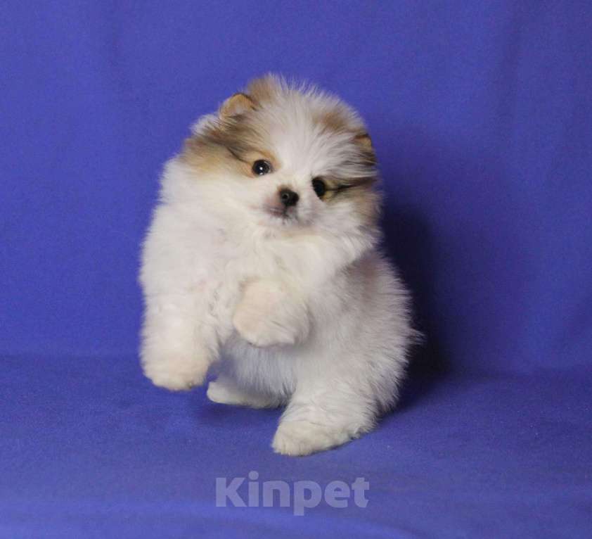 Собаки в Люберцах: девочка мини шпица Девочка, 60 000 руб. - фото 2