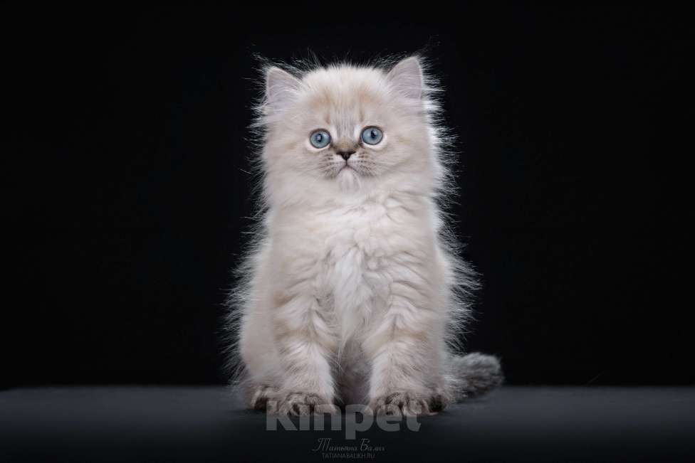 Кошки в Москве: Менуэт котенок Девочка, 60 000 руб. - фото 2