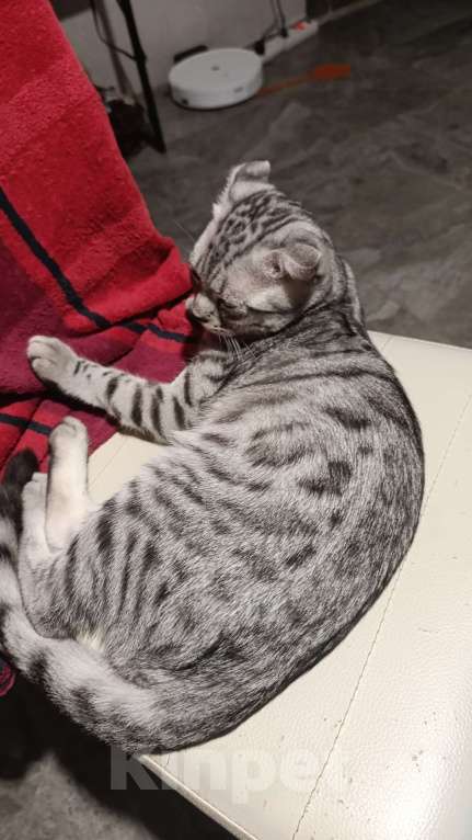 Кошки в Самаре: Мыш Мальчик, Бесплатно - фото 1