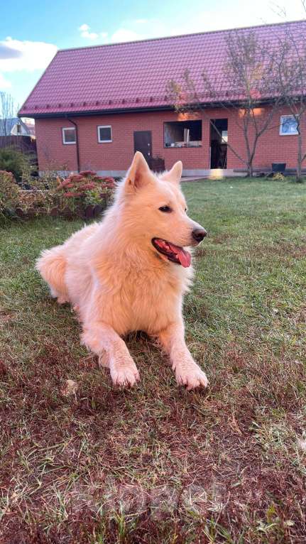 Собаки в других городах Московской области: Вязка. Кабель. Белая Швейцарская овчарка Мальчик, 15 000 руб. - фото 4
