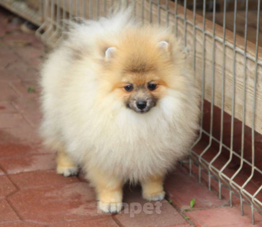 Собаки в Раменском: Мальчик шпица Мальчик, 35 000 руб. - фото 4