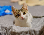 Кошки в Москве: котенок Степка ищет дом Мальчик, Бесплатно - фото 1