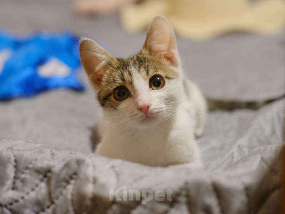 Кошки в Москве: котенок Степка ищет дом Мальчик, Бесплатно - фото 1