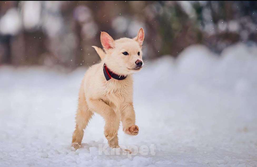 Собаки в Наро-Фоминске: Герцог якутенок команды ппбж Якутска Мальчик, Бесплатно - фото 9