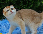 Кошки в Волгодонске: Британский Девочка, 11 000 руб. - фото 1