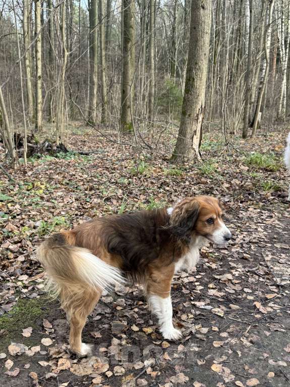 Собаки в Москве: Мальчик для вязки  Мальчик, Бесплатно - фото 8