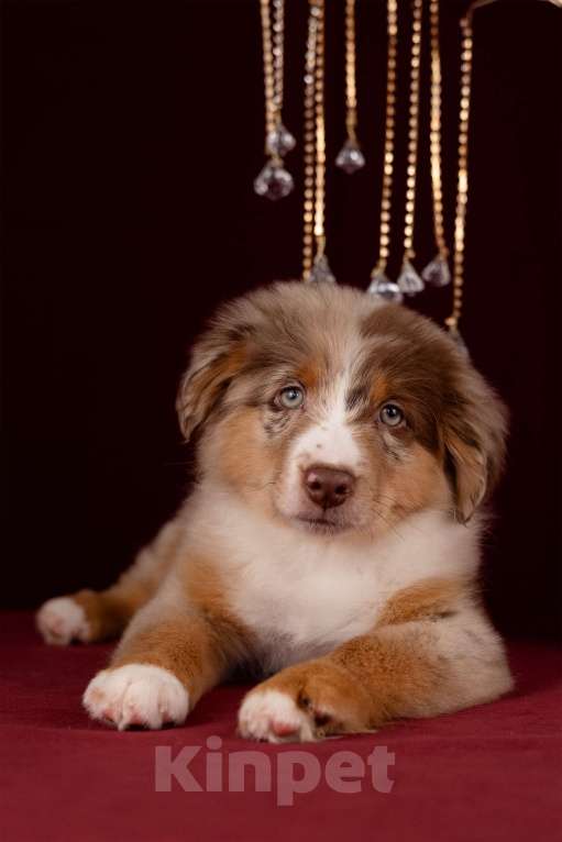 Собаки в Москве: Питомник предлагает щенков Миниатюрной Американской овчарки Разнополые, Бесплатно - фото 2