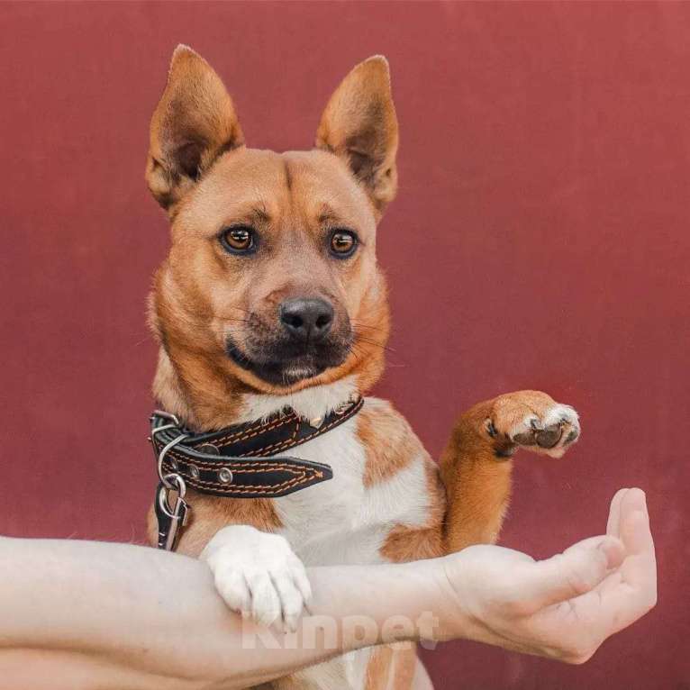 Собаки в Москве: Солнце в дом. Собака Арчи в добрые руки Мальчик, Бесплатно - фото 3
