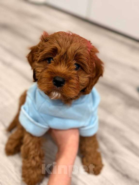 Собаки в Москве: Кавапу щенок мальчик Мальчик, 85 000 руб. - фото 1