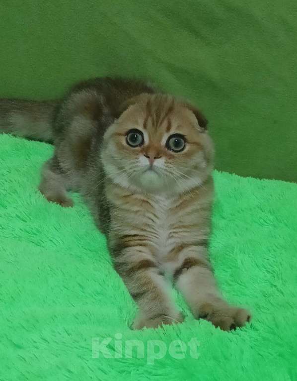 Кошки в Москве: Золотой мраморный красавчик Мальчик, 25 000 руб. - фото 5