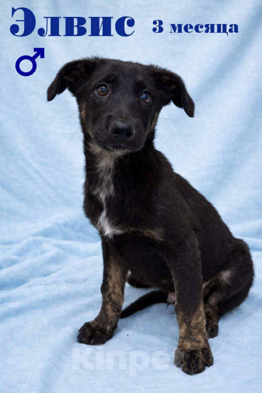 Собаки в Москве: Щенок мальчик Элвис ищет дом Мальчик, Бесплатно - фото 3