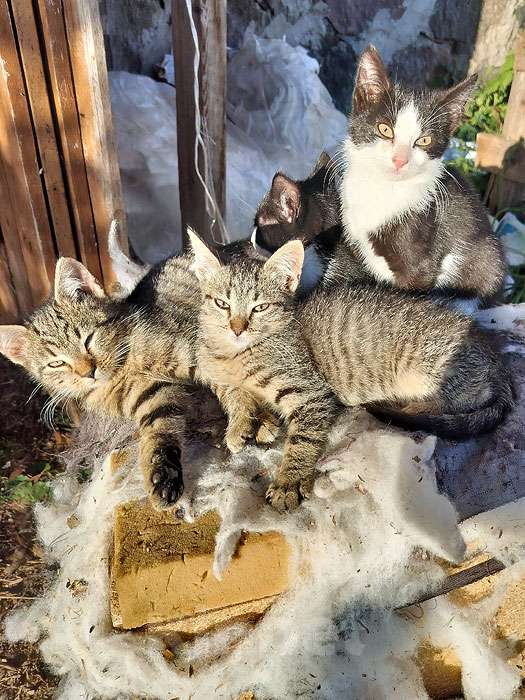 Кошки в Санкт-Петербурге: Ласковые, трогательные котята мальчики и девочки ищут дом Мальчик, 10 руб. - фото 8