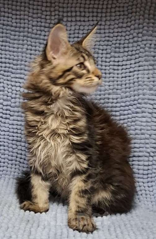 Кошки в Санкт-Петербурге: Котята мейн куны мальчики Мальчик, 45 руб. - фото 1