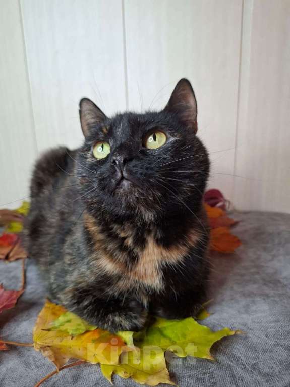 Кошки в Москве: Черепаховая кошка в добрые руки  Девочка, Бесплатно - фото 6